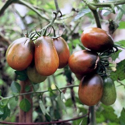 tomato-black-plum