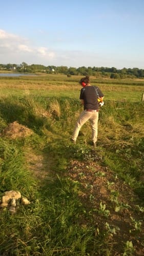 marek
