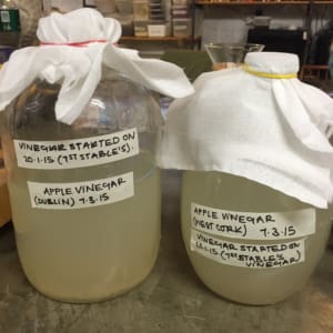 Ferments_1984