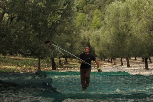 Harvesting 2019 Lino Olivieri